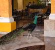 Traveller picture - Iberostar Paraiso Beach