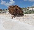 Traveller picture - Gran Caribe Cayo Largo