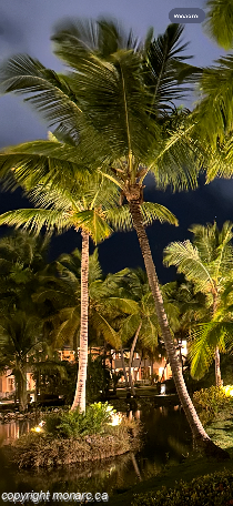 Photo de voyageur - Melia Caribe Beach Resort