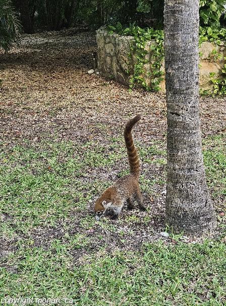 Photo de voyageur - Riu Playacar