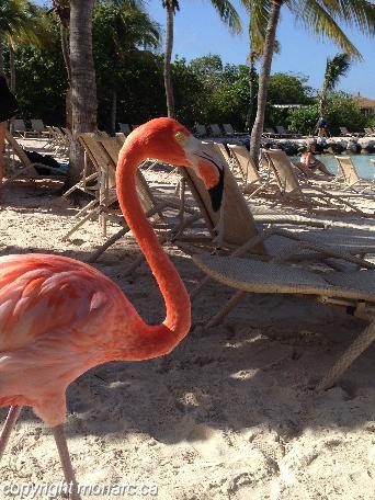 Traveller picture - Renaissance Wind Creek Aruba Resort