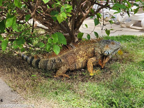 Traveller picture - Occidental Tamarindo